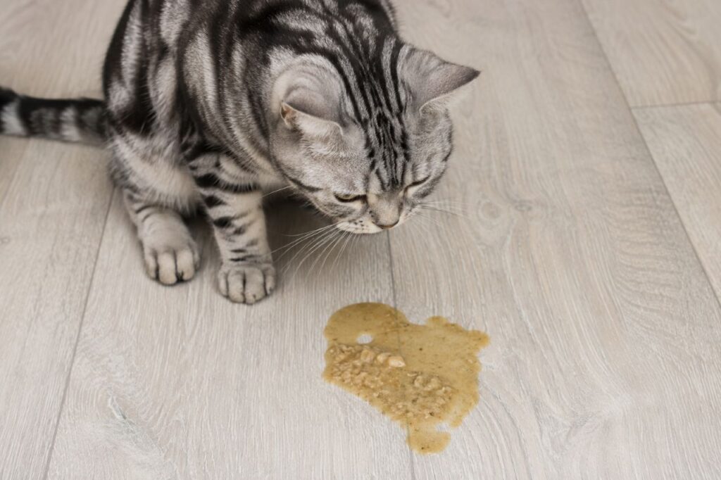 Cat Vomiting