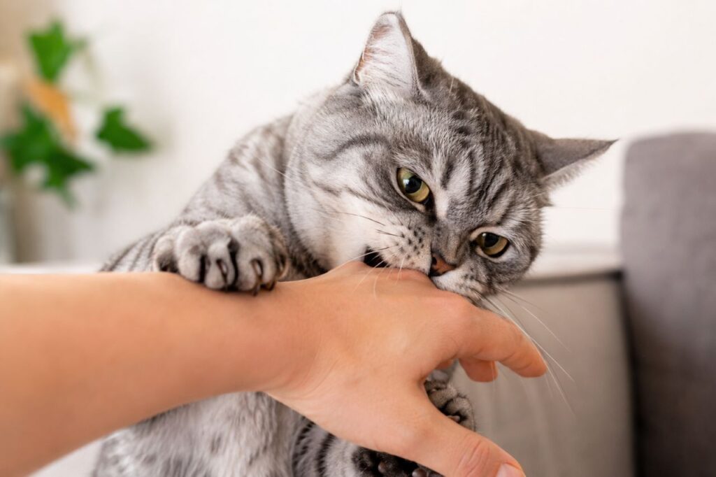 Pain Can Make a Friendly Cat Bite