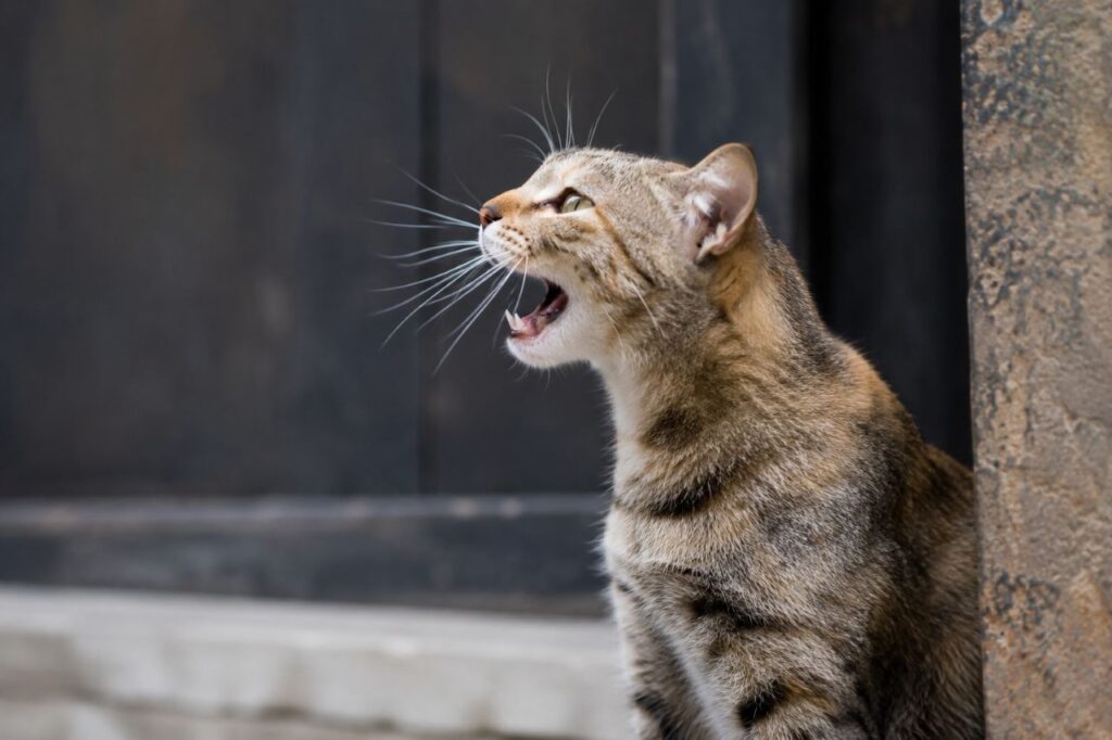 Unspayed Cats Can Be Extremely Vocal
