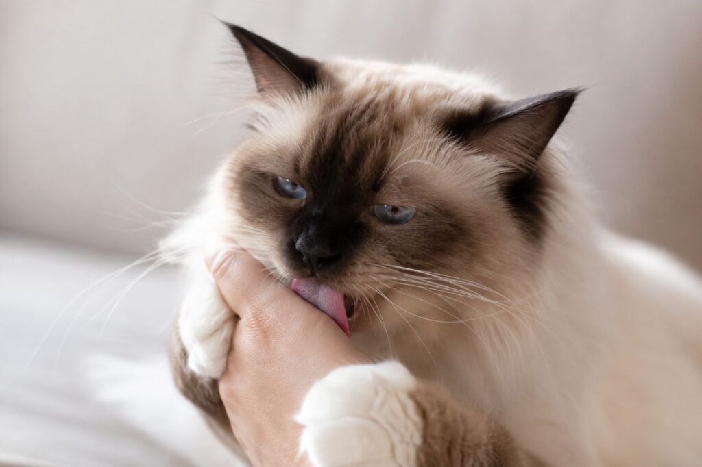 Why Does My Cat Lick Me and Then Bite Me
