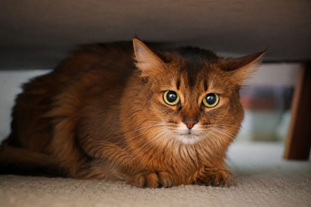 Can Cats Purr When They're Stressed or Scared
