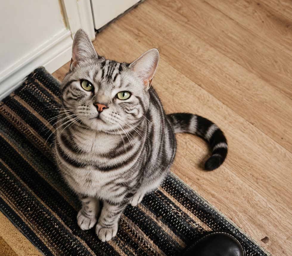 Cat Slow Blinks