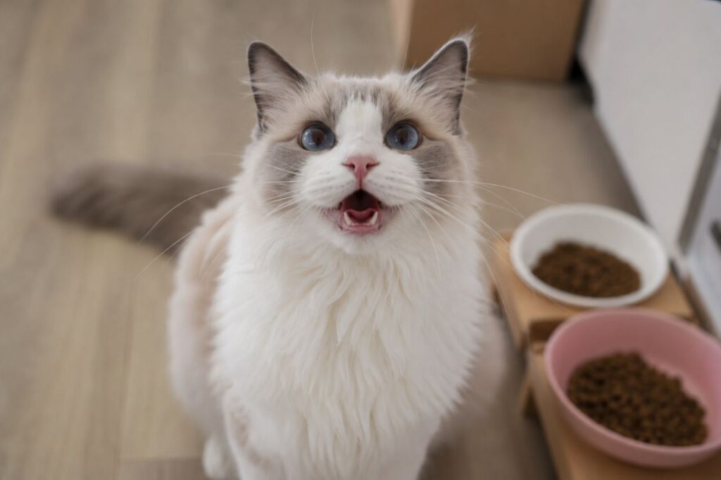 Cats Learn to Purr for Food and Attention