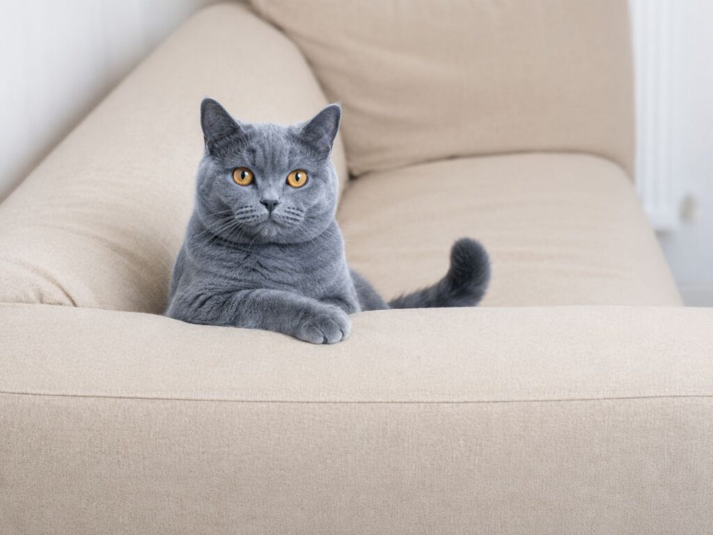 Cats Scratch Furniture
