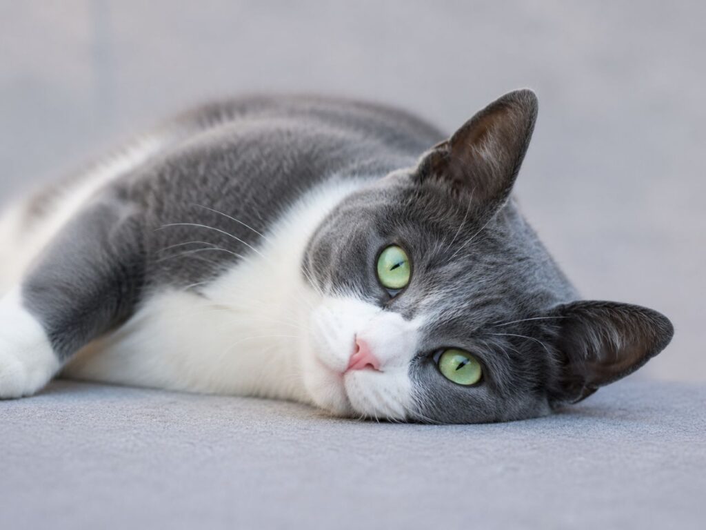 Grey And White Cat