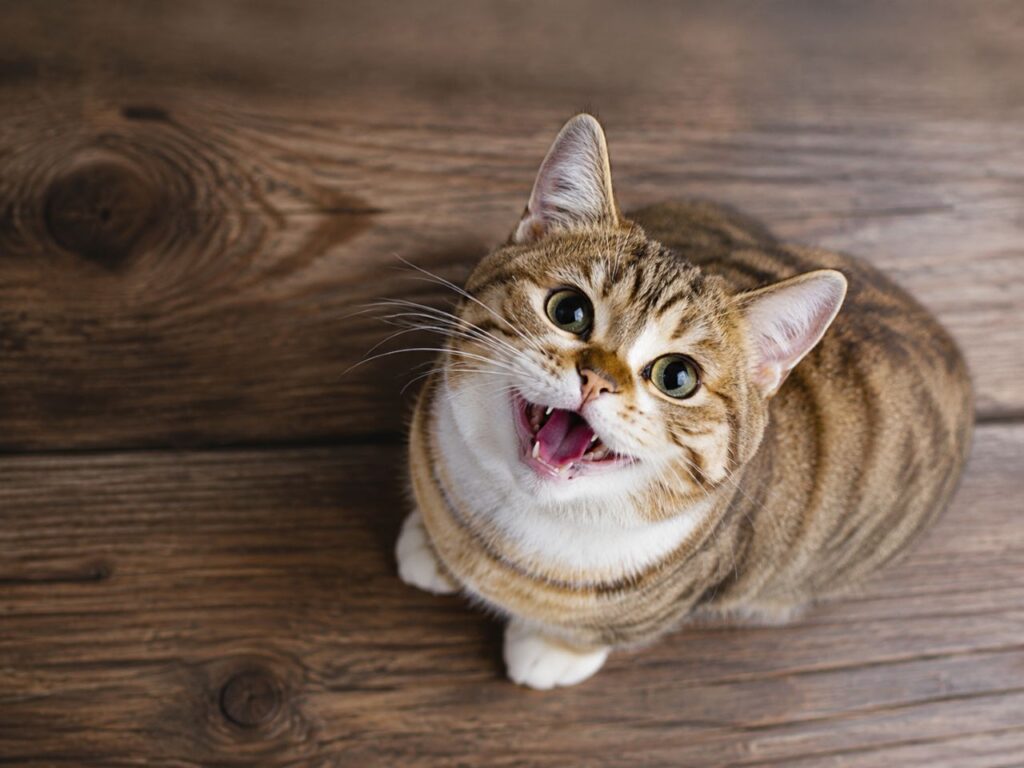 Is Cat Chirping Ever a Cause for Concern