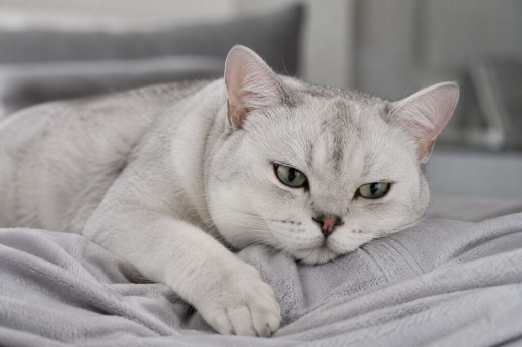 Purring Can Be a Sign of Pain or Illness