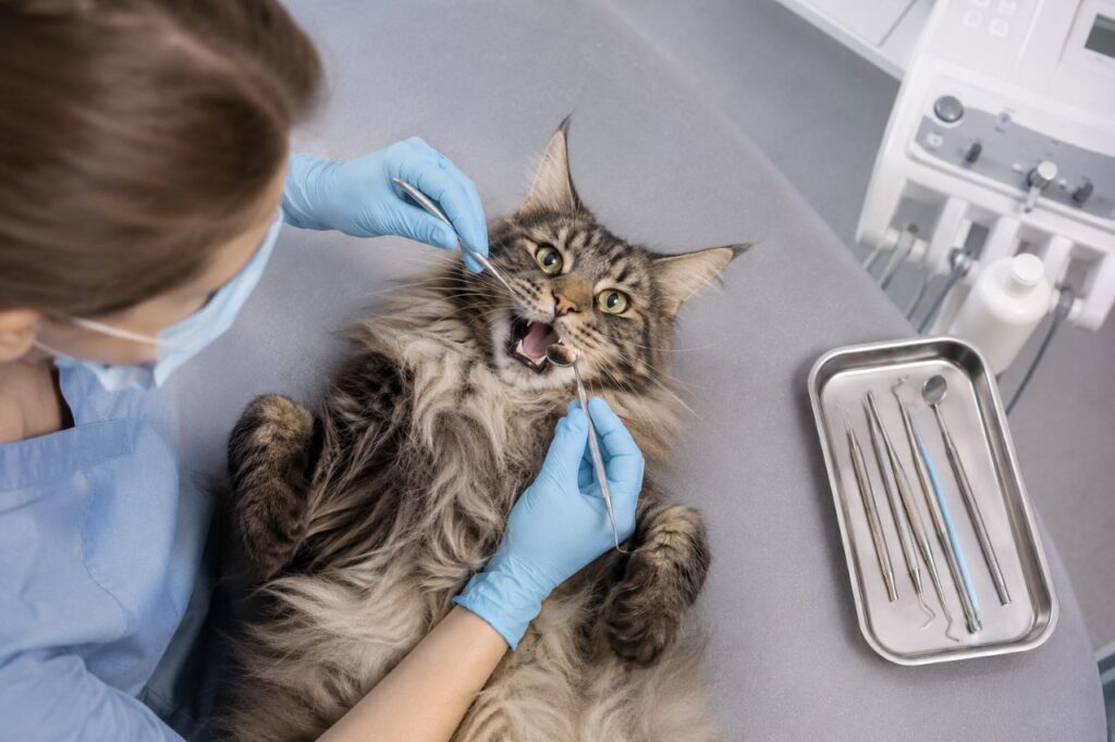 Should Cats Get Professional Dental Cleanings
