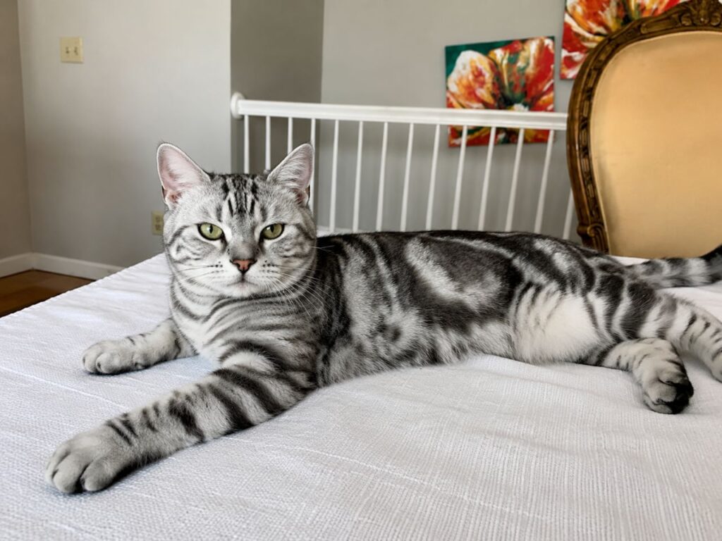 Should You Slow Blink Back at Your Cat