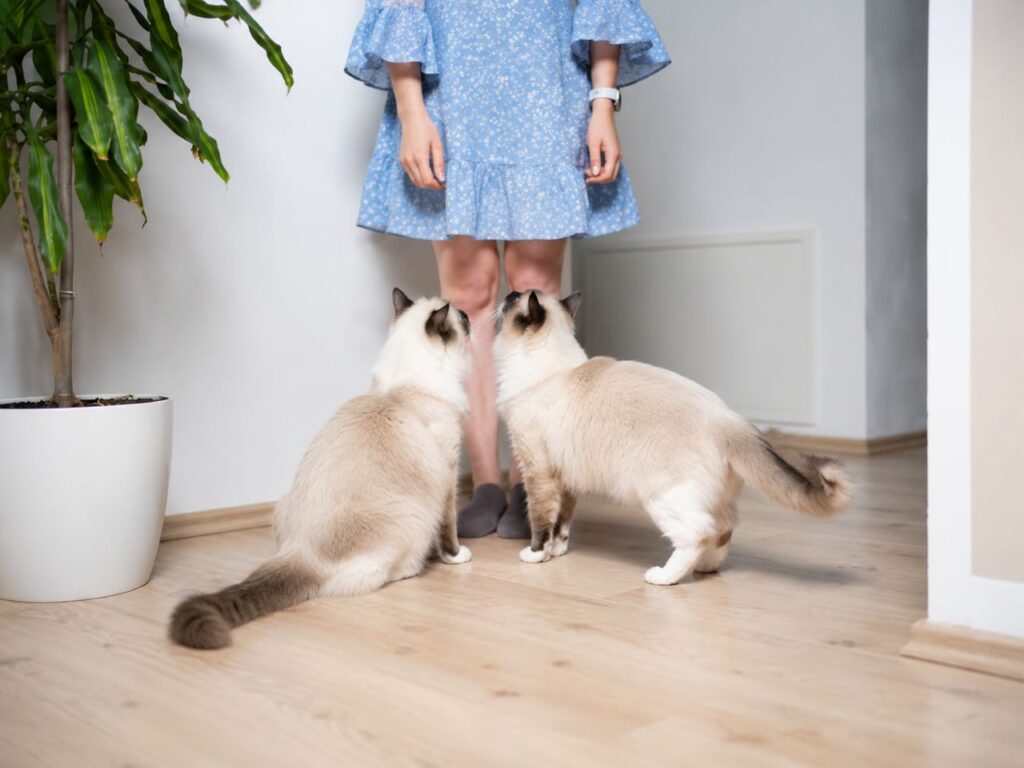 What Does It Mean When a Cat Follows You