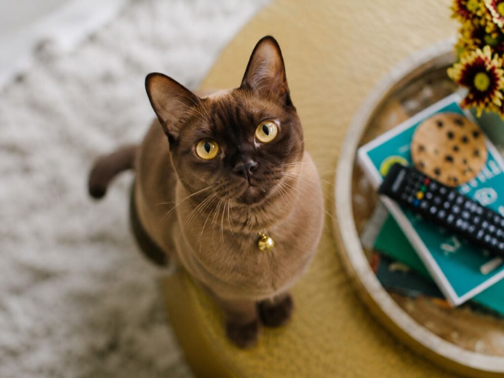 What Does a Cat’s Stare Mean