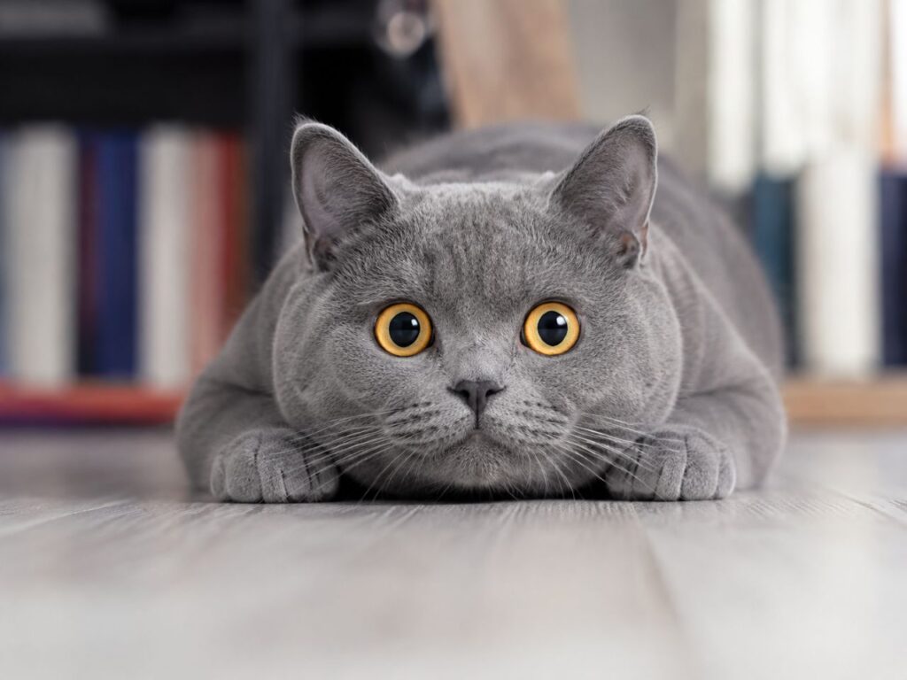 Why Do Cats Stare