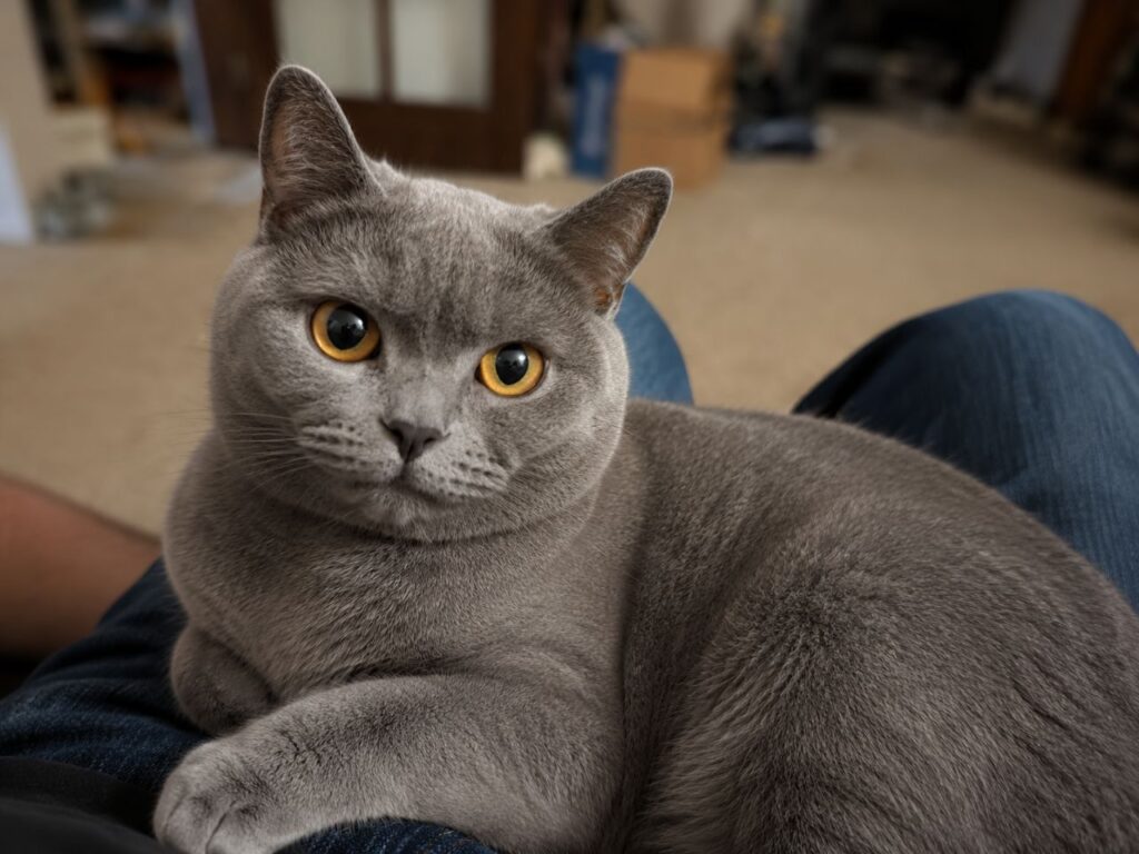 Why Grey Cats Are Special