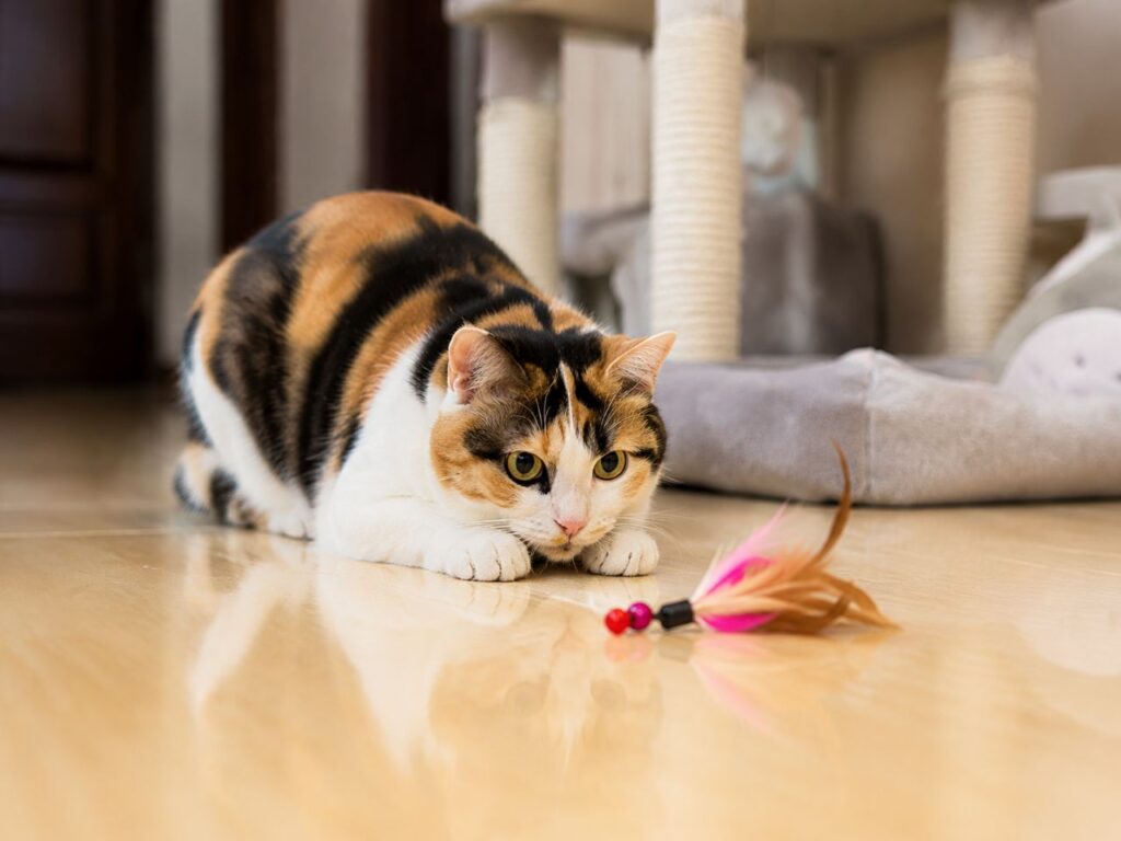 Why do indoor cats zoom more often