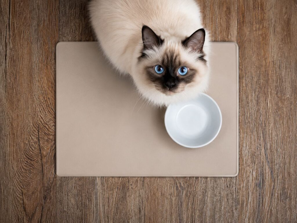 Your Cat Wants Attention