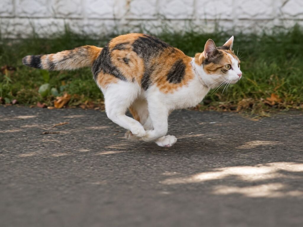 cat zoomies